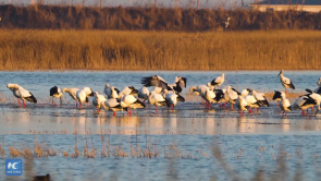 Exploring migratory bird paradise amid Yangtze River Delta city cluster